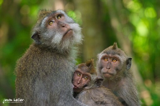 Macaque Monkeys Bali