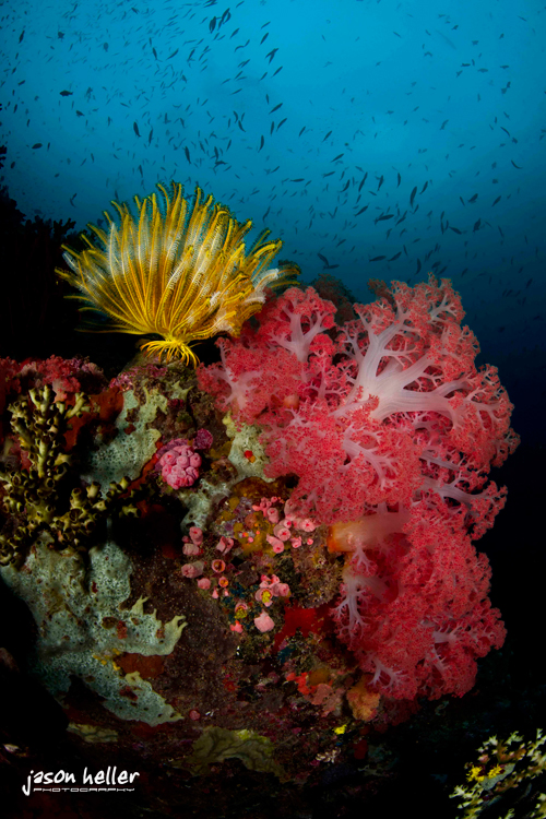 Komodo Underwater Photography